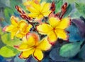 Watercolor painting original on paper colorful of yellow plumeria flowers.