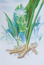 Watercolor painting original realistic herb of Ginger