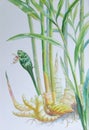 Watercolor painting original realistic herb of Ginger and green leaves