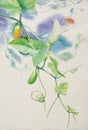 Watercolor painting original realistic herb of Ivy gound