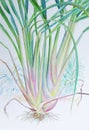 Watercolor painting original realistic lemon grass of and green leaves