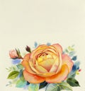 Watercolor painting original realistic orange color flower of rose Royalty Free Stock Photo