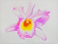 Watercolor painting original realistic pink flower of orchid flower Royalty Free Stock Photo