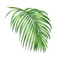 Watercolor painting palm leaf, green leave isolated on white background. Watercolor hand painted illustration. .coconut leaf patte