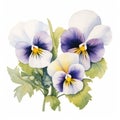 Delicate Watercolor Pansies: White Paloma Flowers On White Background Royalty Free Stock Photo
