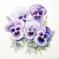 Elegant Pansy Watercolor Painting On White Background Royalty Free Stock Photo