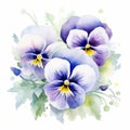 Elegant Pansy Watercolor Painting With White Wonder Flowers Royalty Free Stock Photo