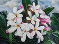 Watercolor painting  on paper colorful of plumeria flowers Royalty Free Stock Photo