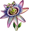 Watercolor painting of a Passion Flower (Passiflora incarnata). AI-Generated.