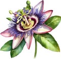 Watercolor painting of a Passion Flower (Passiflora incarnata). AI-Generated.