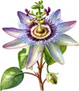 Watercolor painting of a Passion Flower (Passiflora incarnata). AI-Generated.