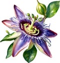 Watercolor painting of a Passion Flower (Passiflora incarnata). AI-Generated.