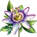 Watercolor painting of a Passion Flower (Passiflora incarnata). AI-Generated.