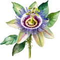 Watercolor painting of a Passion Flower (Passiflora incarnata). AI-Generated.