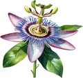 Watercolor painting of a Passion Flower (Passiflora incarnata). AI-Generated. Royalty Free Stock Photo