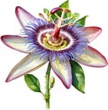 Watercolor painting of a Passion Flower (Passiflora incarnata). AI-Generated.