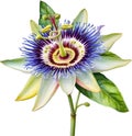 Watercolor painting of a Passion Flower (Passiflora incarnata). AI-Generated.