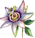 Watercolor painting of a Passion Flower (Passiflora incarnata). AI-Generated.