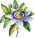 Watercolor painting of a Passion Flower (Passiflora incarnata). AI-Generated.