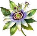 Watercolor painting of a Passion Flower (Passiflora incarnata). AI-Generated. Royalty Free Stock Photo