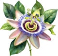 Watercolor painting of a Passion Flower (Passiflora incarnata). AI-Generated. Royalty Free Stock Photo