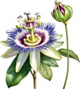 Watercolor painting of a Passion Flower (Passiflora incarnata). AI-Generated.