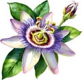 Watercolor painting of a Passion Flower (Passiflora incarnata). AI-Generated. Royalty Free Stock Photo