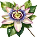 Watercolor painting of a Passion Flower (Passiflora incarnata). AI-Generated.