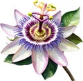 Watercolor painting of a Passion Flower (Passiflora incarnata). AI-Generated.