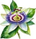 Watercolor painting of a Passion Flower (Passiflora incarnata). AI-Generated.