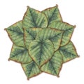 Watercolor painting pattern of green linden leaves