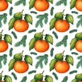 Watercolor painting pattern of ripe tangerine with green leaves and spruce branches.