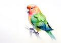 Watercolor painting of peach faced lovebird on a clean background. Bird. Animals. Royalty Free Stock Photo