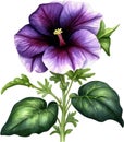 Watercolor painting of a Petunia Black Velvet (Petunia x hybrida) flower. AI-Generated. Royalty Free Stock Photo