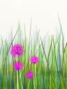 Watercolor painting pink chive flower over green leaf background