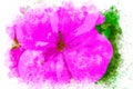 Watercolor painting of pink flower. Zonal geranium or garden geranium flower watercolor artistic artwork.