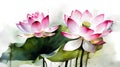 Watercolor painting of pink lotus flower and green leaves on white background Royalty Free Stock Photo