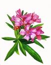 Watercolor painting of pink nerium oleander flowers Royalty Free Stock Photo