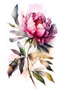 Watercolor painting of pink peony flower and beetle. white background