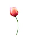 Watercolor painting pink, red tulip flower on white background Royalty Free Stock Photo