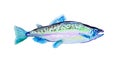 Watercolor painting pink salmon fish. Humpback atlantic, vector illustration with details and optimized specks to be used in packa Royalty Free Stock Photo