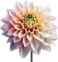 Watercolor painting of a Pompon Dahlia (Dahlia variabilis pompon) flower. AI-Generated.