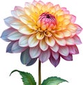 Watercolor painting of a Pompon Dahlia (Dahlia variabilis pompon) flower. AI-Generated.