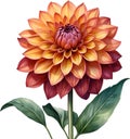 Watercolor painting of a Pompon Dahlia (Dahlia variabilis pompon) flower. AI-Generated.