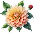 Watercolor painting of a Pompon Dahlia (Dahlia variabilis pompon) flower. AI-Generated.