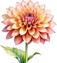 Watercolor painting of a Pompon Dahlia (Dahlia variabilis pompon) flower. AI-Generated.