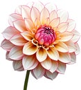 Watercolor painting of a Pompon Dahlia (Dahlia variabilis pompon) flower. AI-Generated.