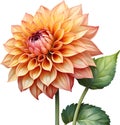 Watercolor painting of a Pompon Dahlia (Dahlia variabilis pompon) flower. AI-Generated.