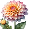 Watercolor painting of a Pompon Dahlia (Dahlia variabilis pompon) flower. AI-Generated.