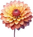 Watercolor painting of a Pompon Dahlia (Dahlia variabilis pompon) flower. AI-Generated.